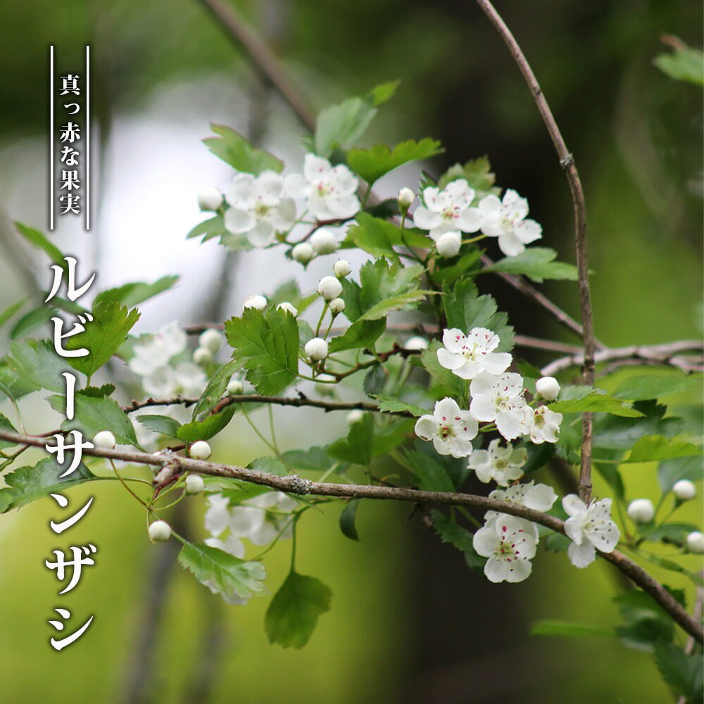 楽天市場】ミツバツツジ 【富士絞り】 3.5号ポット苗 挿し木 【ハナ