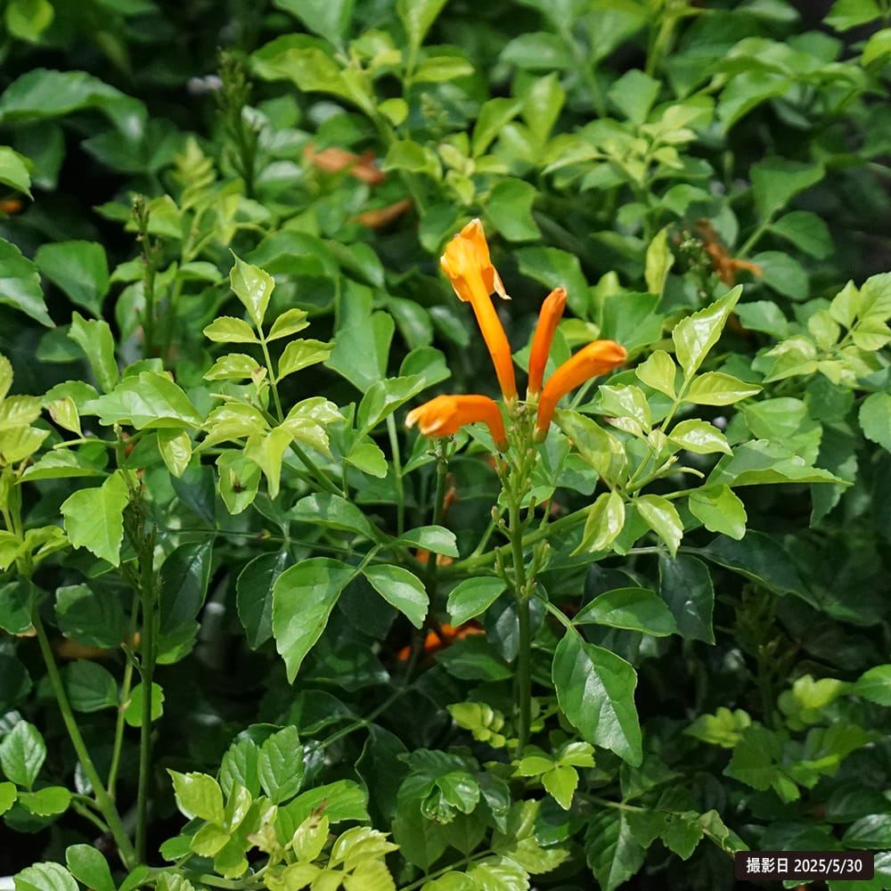 楽天市場】カサバルピナス 4号苗 : 千草園芸