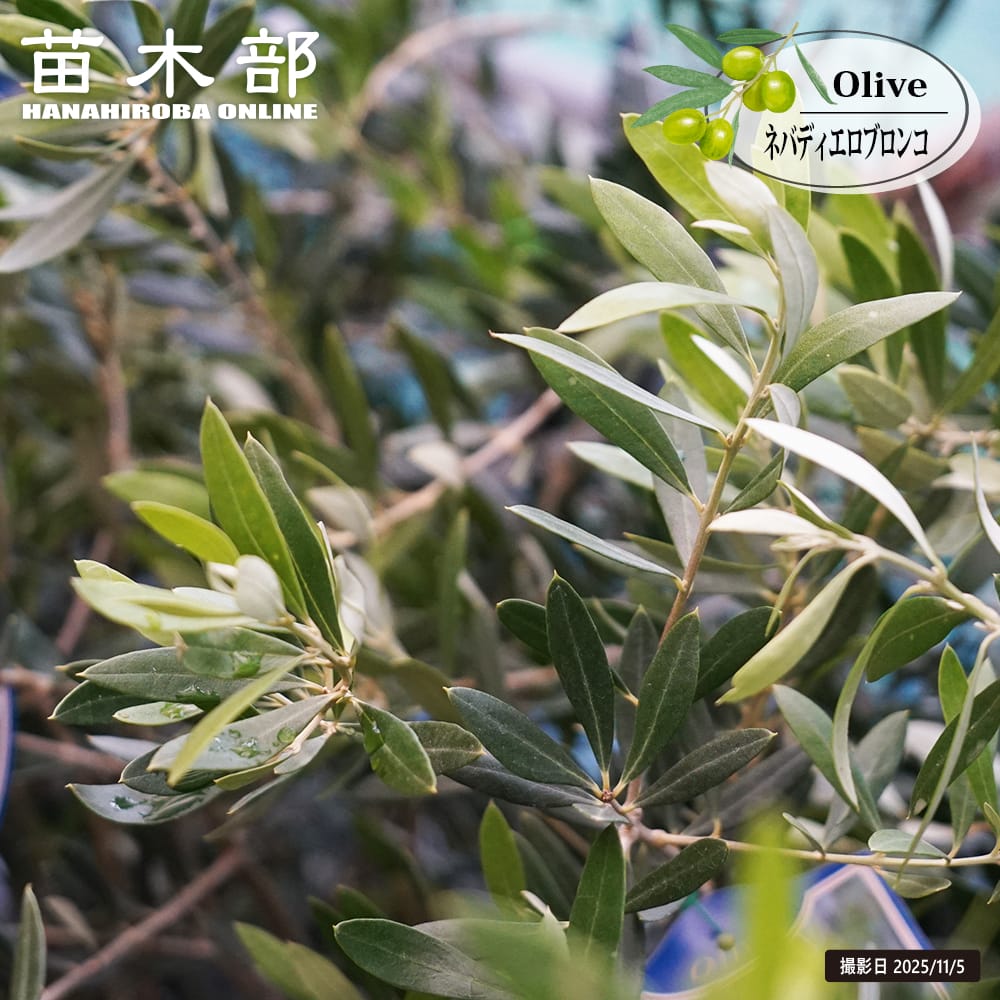 楽天市場】【カリフォルニアクイーン】 オリーブの木 2年生 5号ポット
