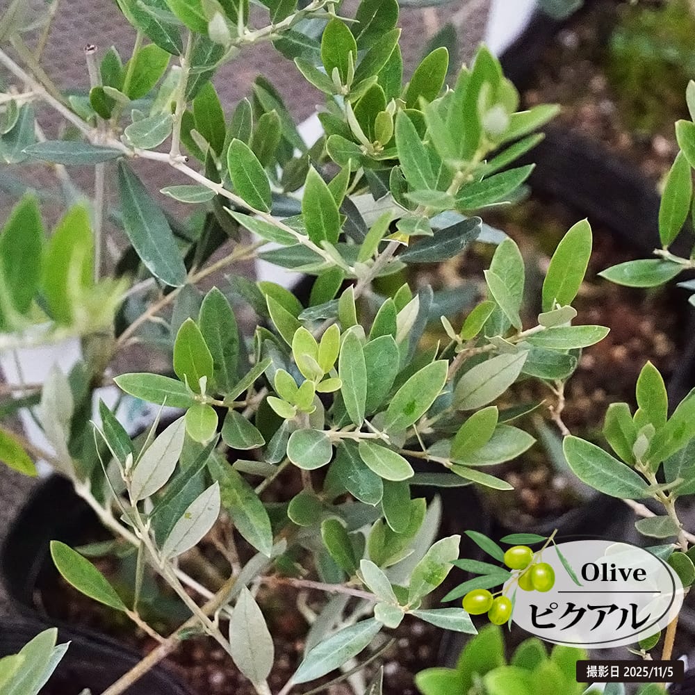 楽天市場】【カロレア】 オリーブの木 2年生苗 : 苗木部 by 花ひろば