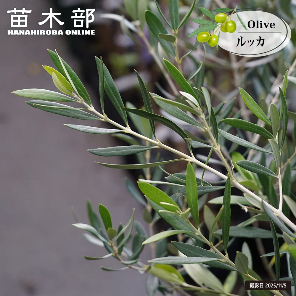 楽天市場】1本でなるオリーブの木 【セントキャサリン】 3年生苗