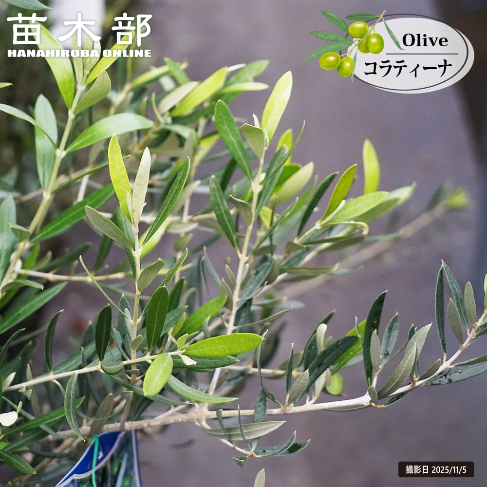 楽天市場】【カラマタ】 オリーブの木 3年生7号ポット大苗 : 苗木部