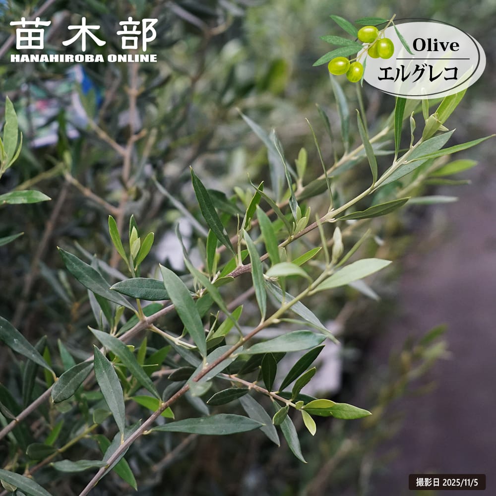 楽天市場】【アザパ】 オリーブの木 3年生7号ポット大苗 : 苗木部 by