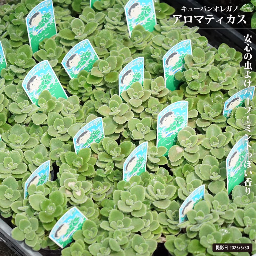 楽天市場】プリムローズジャスミン ライムリーフ 3号ポット苗