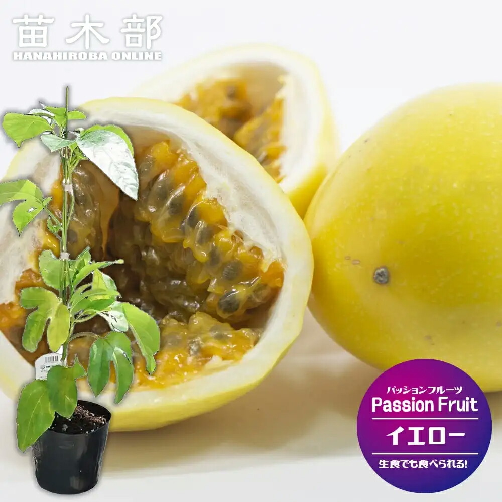 楽天市場】パッションフルーツ 種 【イエローパッション 10ml