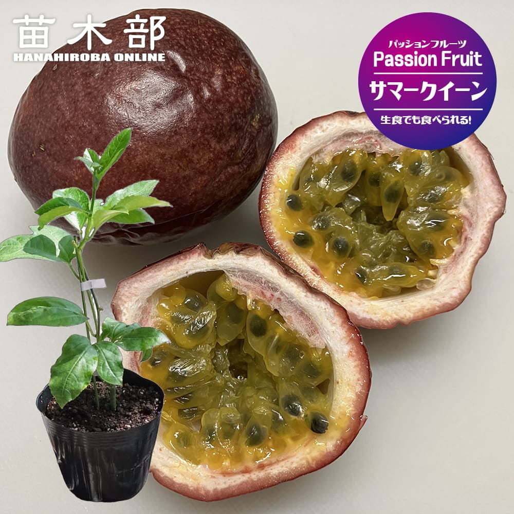 パッションフルーツの苗問い合わせ passhon008-02-01.jpg