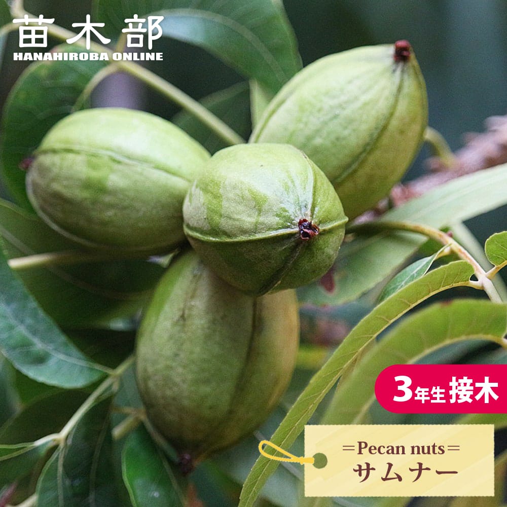 御気に入りの薔薇の見つけ方
