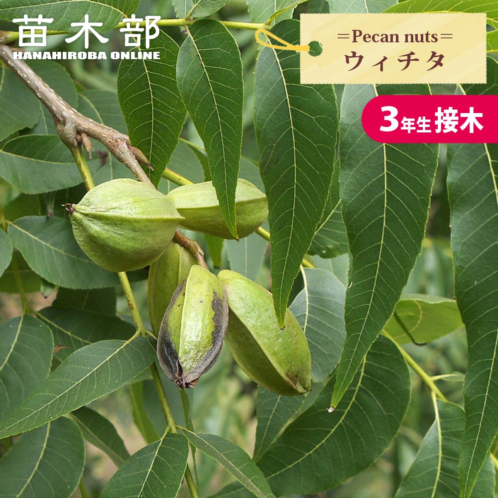 楽天市場】ペカンナッツ 【CLS-61】 3年生接木 8号ポット苗 : 苗木部