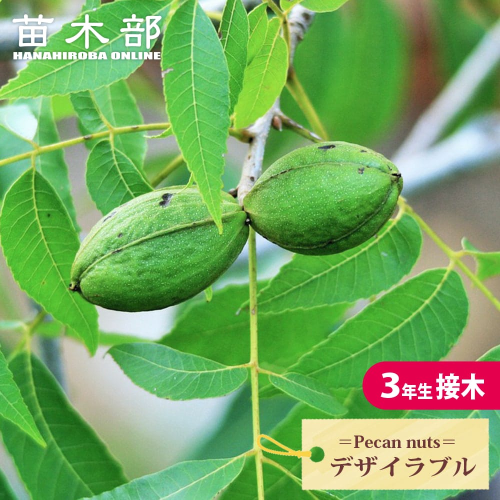 楽天市場】楽天スーパーセール対象商品 ペカンナッツ 【CLS-61】 3年生