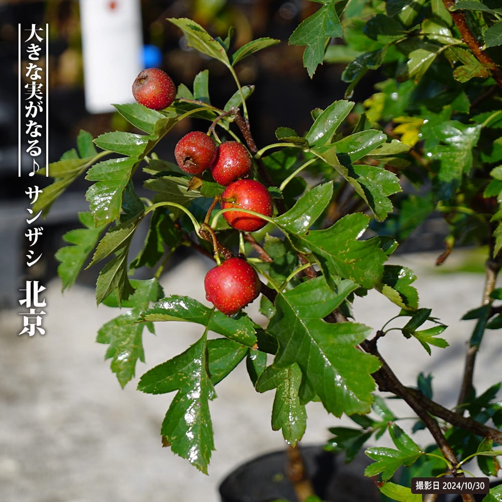 楽天市場】ナツメ 【シンキョウナツメオウ】 1年生苗 : 苗木部