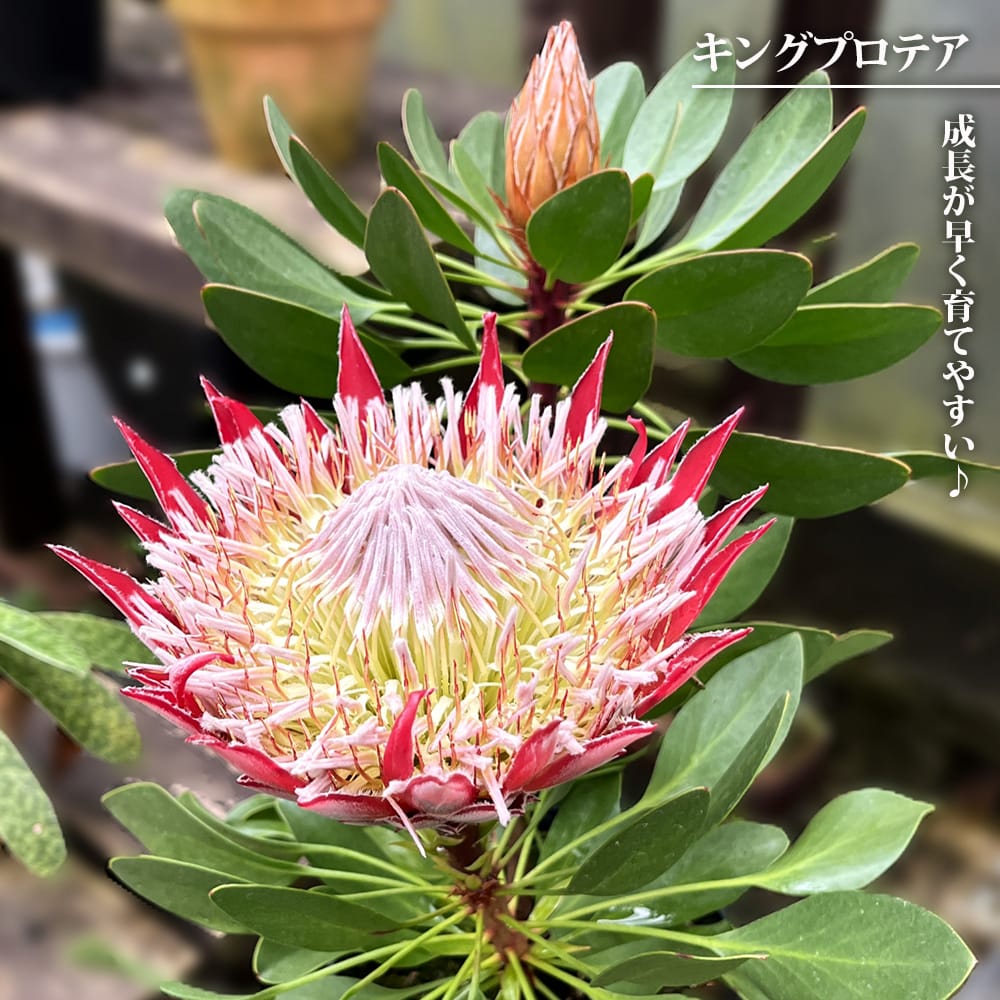 【現品】バンクシア・スピヌノーサ・ヘアピン（ヘアピンバンクシア）8号　３C番 現品】バンクシア・スピヌノーサ・ヘアピン（ヘアピンバンクシア