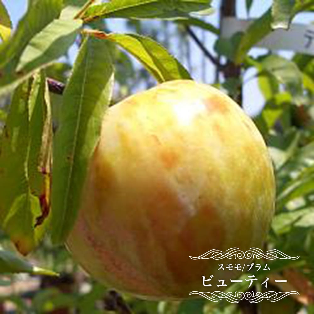 楽天市場】すもも 苗木 【秋姫】 1年生接木苗 単品 or 受粉樹