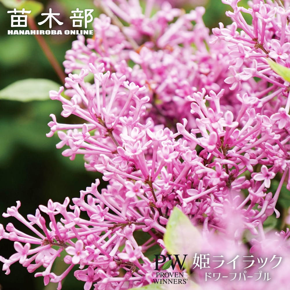 楽天市場】ライラック☆6種類から選べる☆【ライラック】芳香ある小花