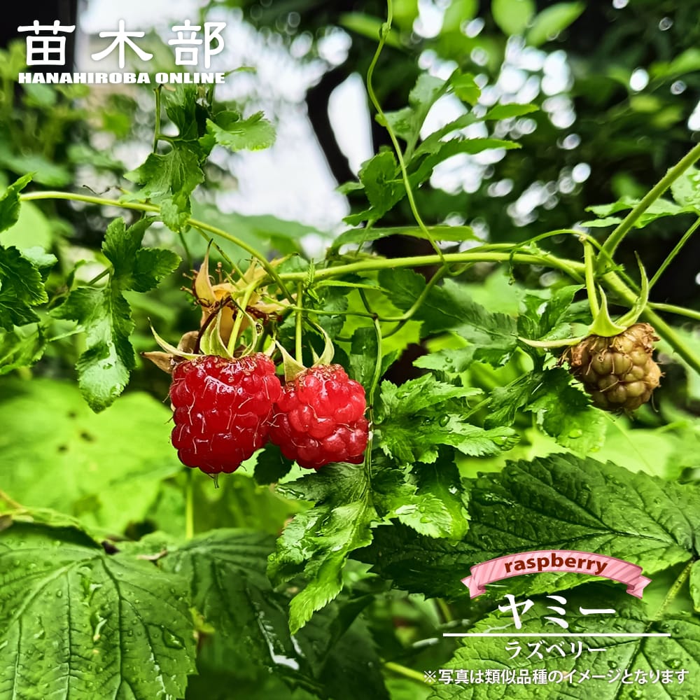 楽天市場】【リサワイマテ】 とげなしラズベリー ポット苗 : 苗木部