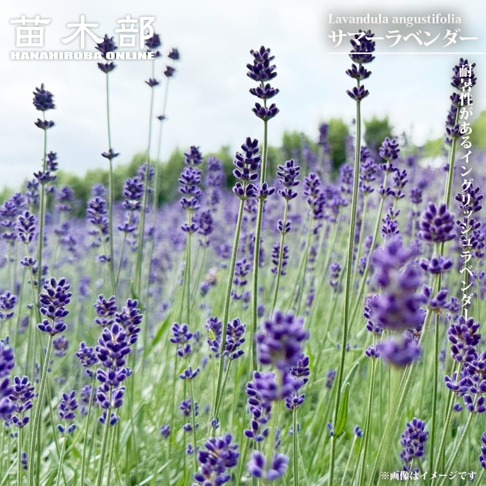 楽天市場】ラベンダー苗 ラヴェアンナ「グランドパープル」 6号鉢植え