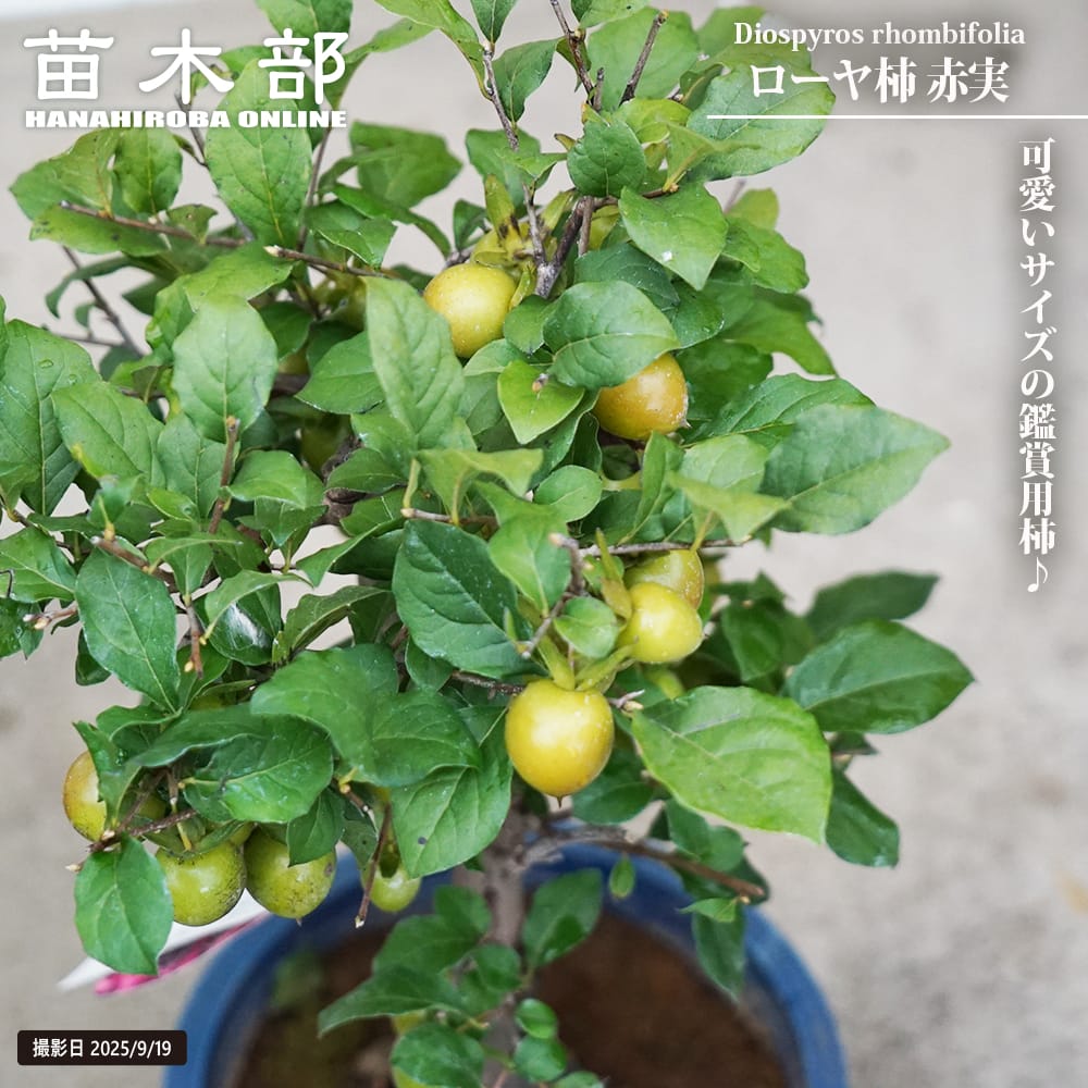 楽天市場】苗：ろうや柿 都の四季（都紅の四季成り品種） : 遊恵盆栽