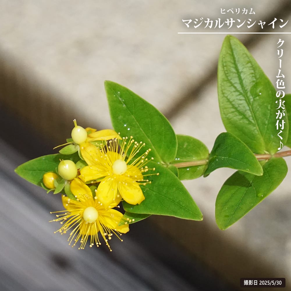 楽天市場】【ヒトリシズカ】 3号ポット苗 : 苗木部 by 花