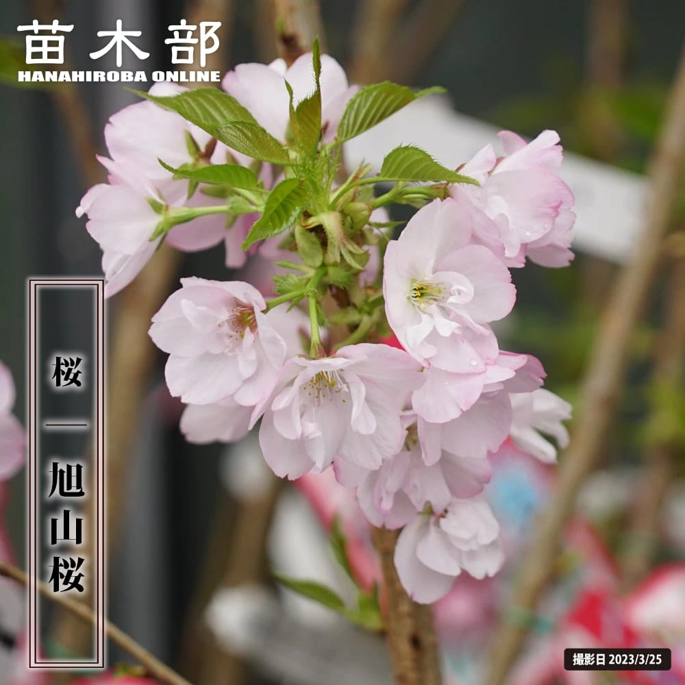 白い苺　国木田花丸　　桜内梨子　特待生勧誘　sec　セット 小原鞠莉・桜内梨子・国木田花丸「夏への扉 Never end ver.」(SP