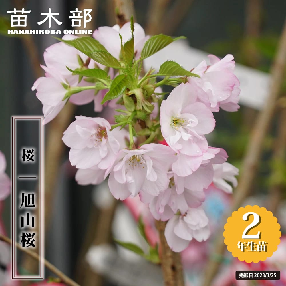 Lycee 八重桜　SP 2枚 Lycee 八重桜 SP 2枚 Lycee 八重桜 SP 2枚 2025年最新】Lycee spの