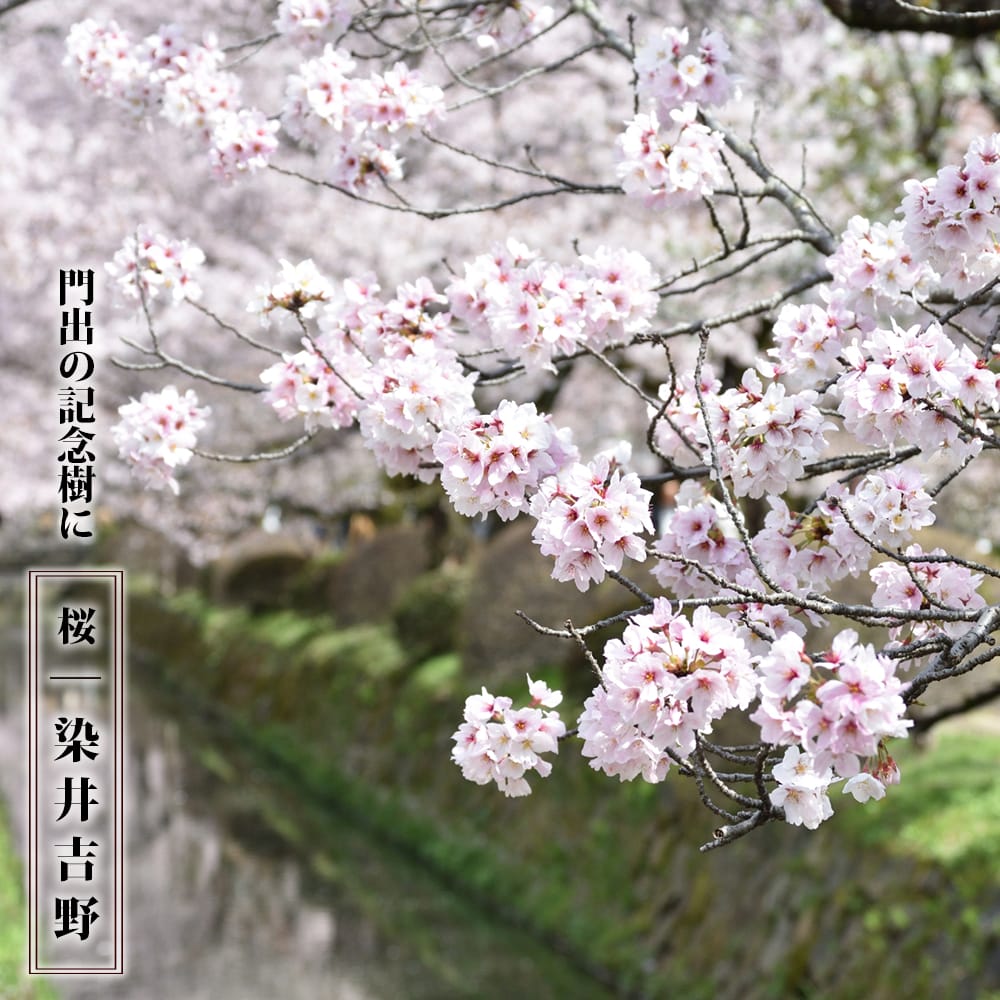 楽天市場】しだれ桜 【仙台枝垂れ桜】 1年生接木苗 : 苗木部 ｂｙ 花ひろばオンライン