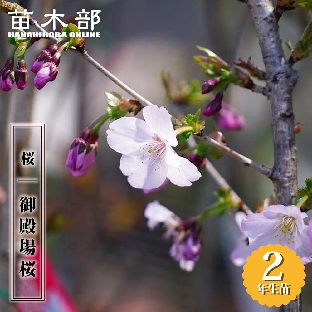 サクラ　SALE　まとめ売り　No.2 楽天市場】二季咲き さくら 【十月桜】 1年生接木苗 【予約販売】12月