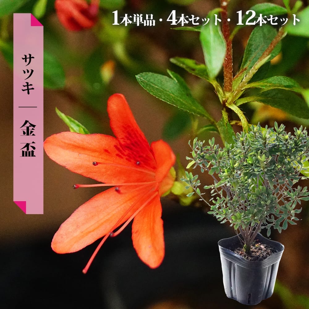 楽天市場】さつき 苗 【紫苑/しえん】 4号ポット苗 単品 or 4本