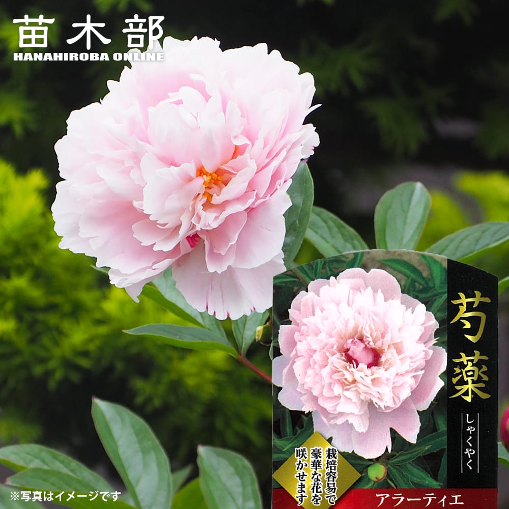 楽天市場】香る巨大輪芍薬 【サラベルナール】 6号スリット鉢植え