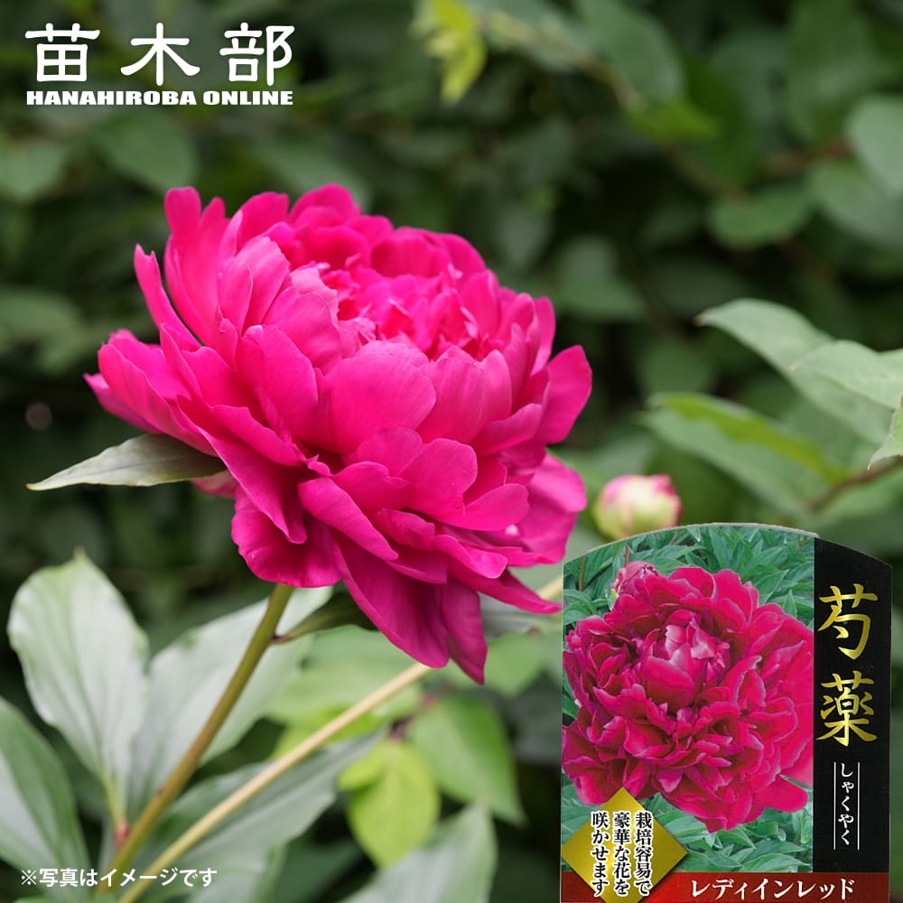 楽天市場】芍薬 【信濃の月】 6号スリット鉢植え : 苗木部 by 花