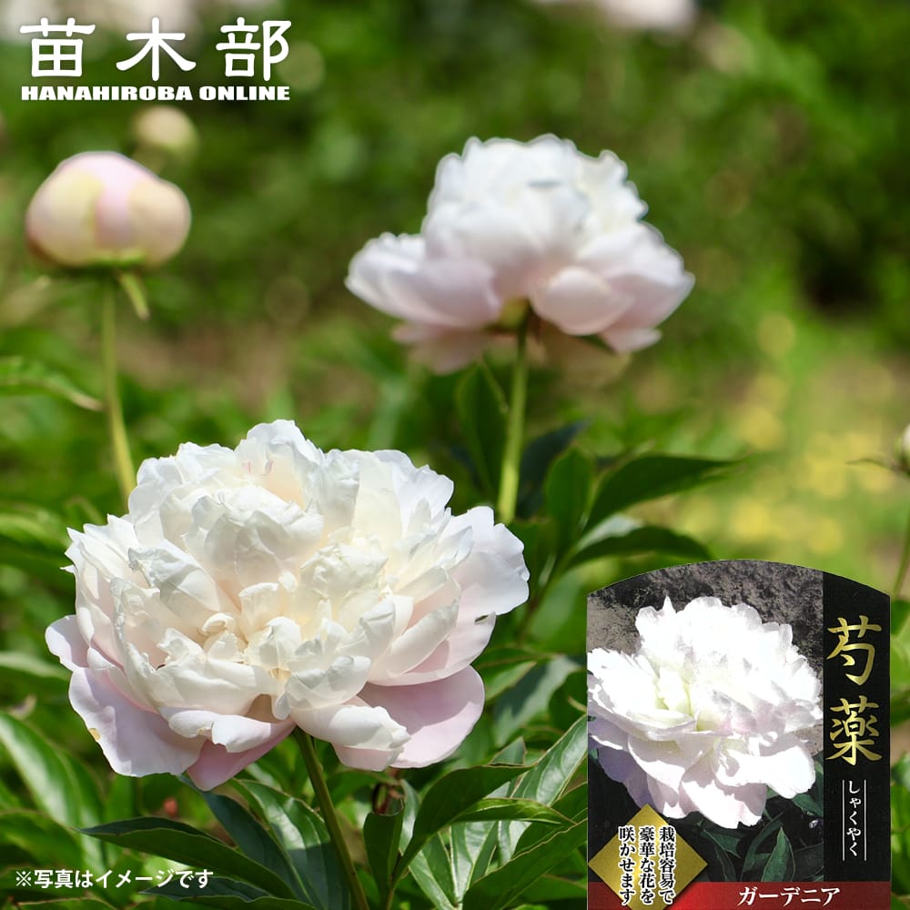 楽天市場】香りの良い芍薬 【ラテンドール】 6号スリット鉢植え : 苗木