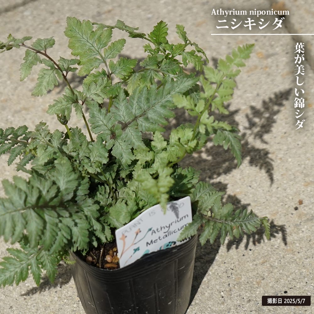 楽天市場】クロコダイルファーン 4号白鉢植え : 苗木部 by 花