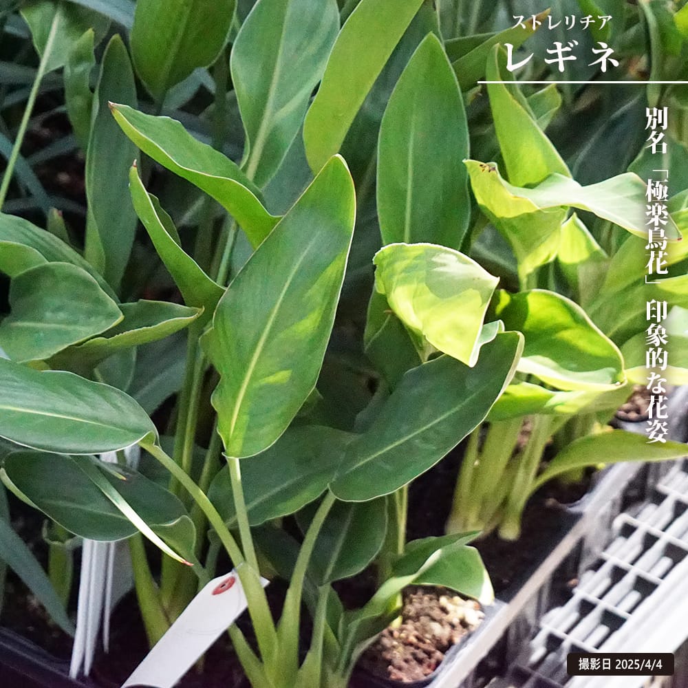 【現品】大株　ディクソニア　アンタルティカ　17号相当　発根済　PT番 現品】大株 ディクソニア アンタルティカ 17号相当 発根済 PT番