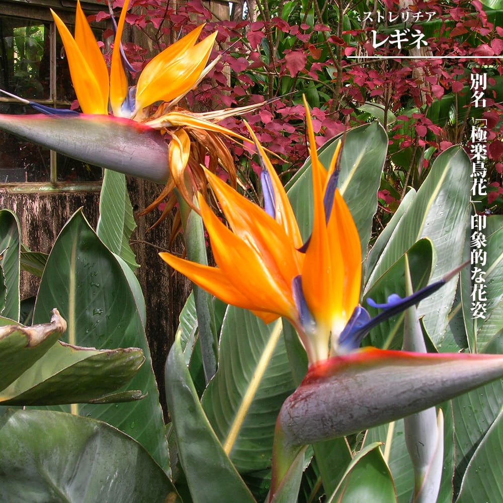 ストレリチア - 観葉植物・インテリアグリーン専門ショップ