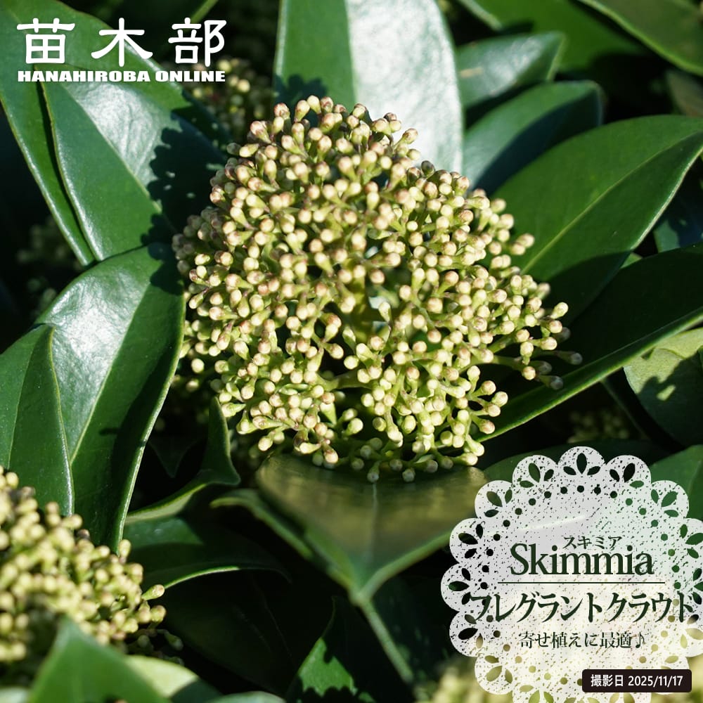 ぐっどな毎日様 リクエスト 2点 まとめ　スキミア　ペローサ　マジックマルロー 2025年最新】スキミア マルローの人気アイテム - メルカリ