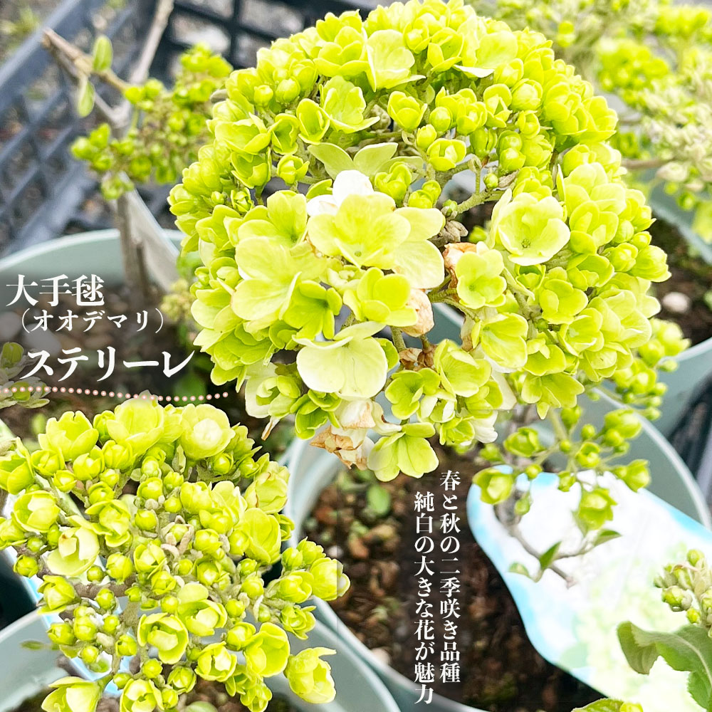 楽天市場】ビバーナム 【スノーボール】 5号ポット苗 : 苗木部 by 花