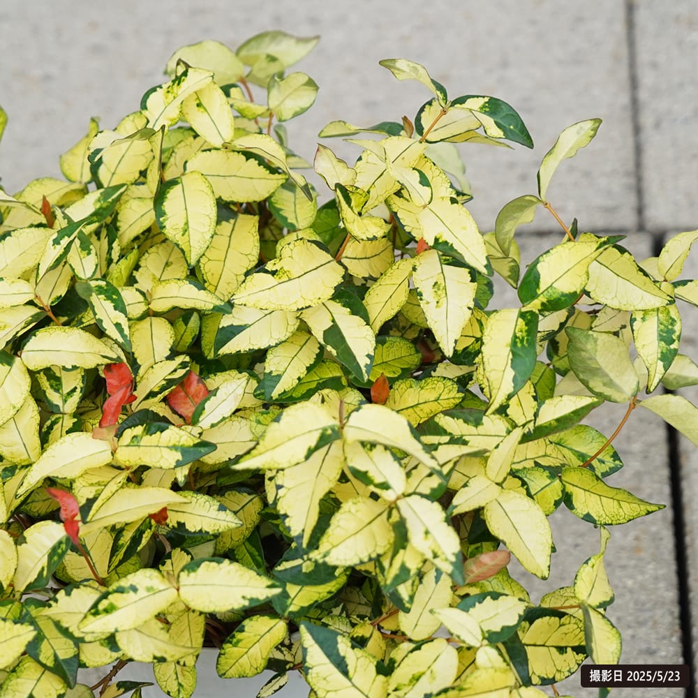 【marudoraさま専用】Yellow Long Neck 挿木苗 ほか5点 Yellow Long Neck(イエロー ロング ネック)の特徴・味・耐寒性