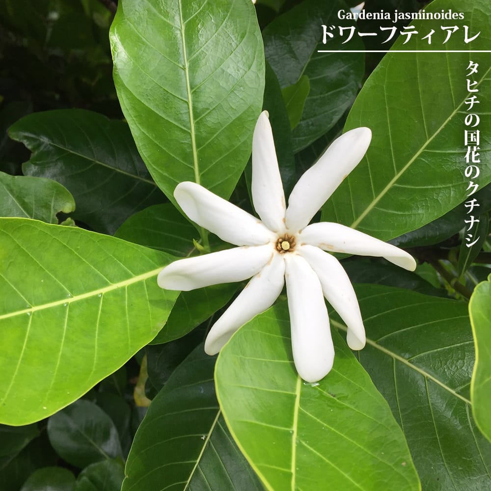 楽天市場】【3種から選べる】銅葉プチダリア 3.5号苗 : 千草園芸