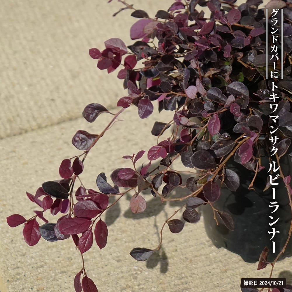 楽天市場】【ヒトリシズカ】 3号ポット苗 : 苗木部 by 花