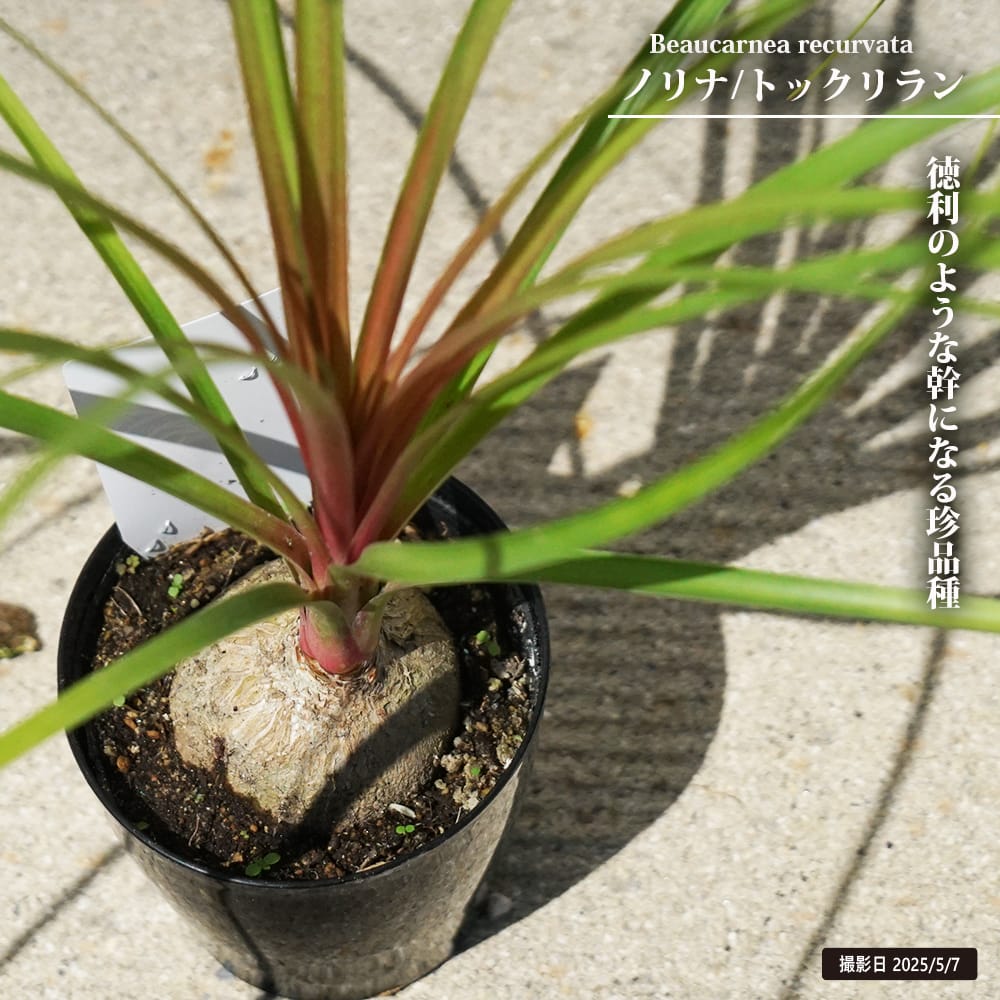 楽天市場】ノリナ【エクセルサ】 5号ポット苗 耐寒性南欧風プラン