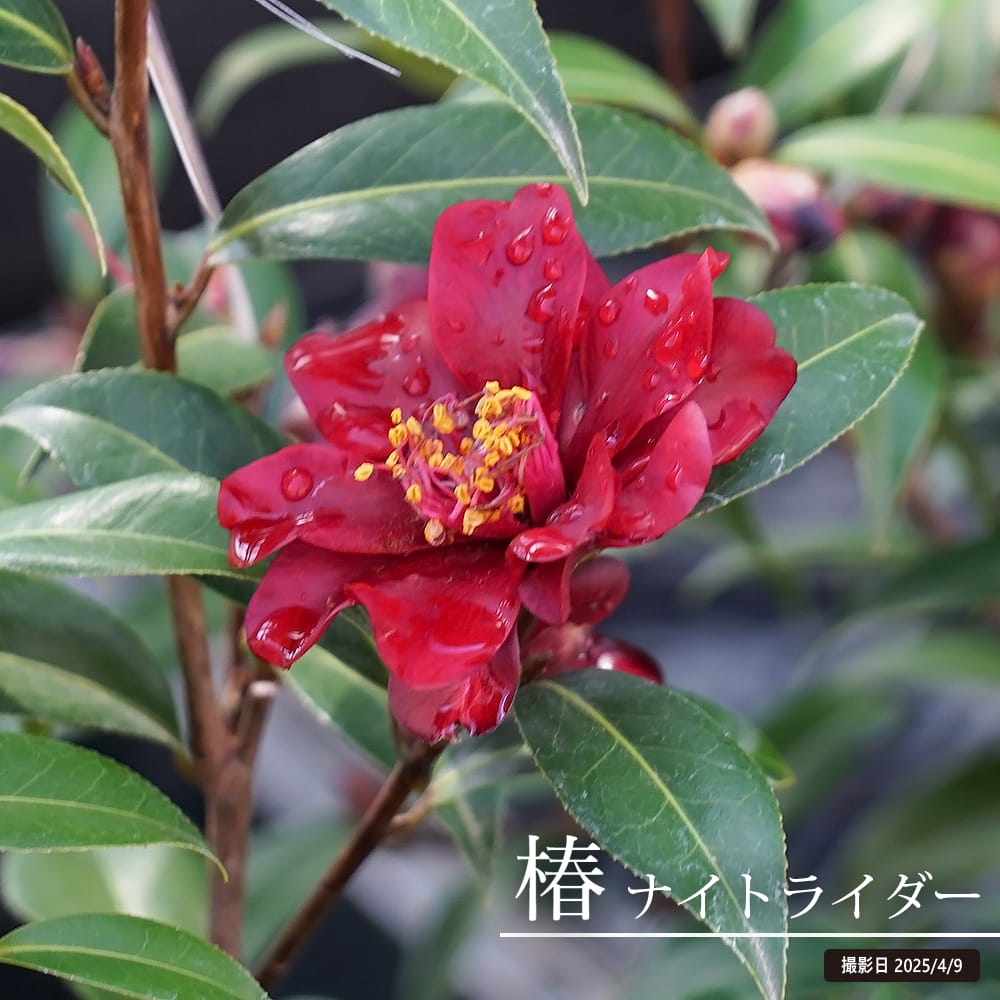 楽天市場】椿 苗 【ファイヤーダンス】 接木 白鉢植え 開花 3～5