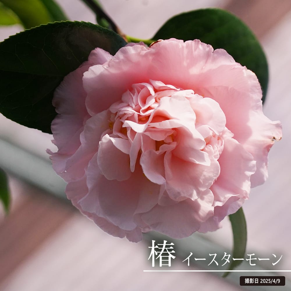 ★洋種椿★つばき　ファイアダンス 苗木 楽天市場】椿 苗 【ファイヤーダンス】 接木 白鉢植え 開花 3～5