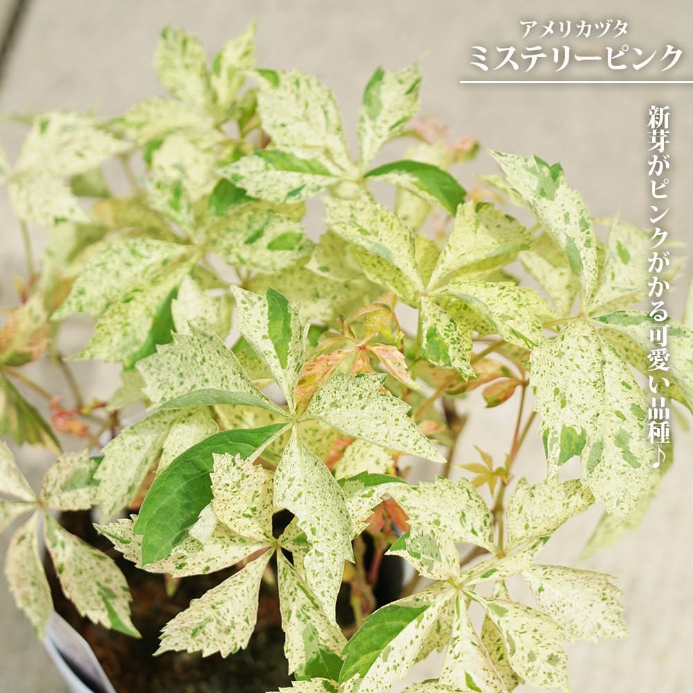 楽天市場】【ケース販売：24入】 アメリカヅタ（斑入り）24鉢 3号