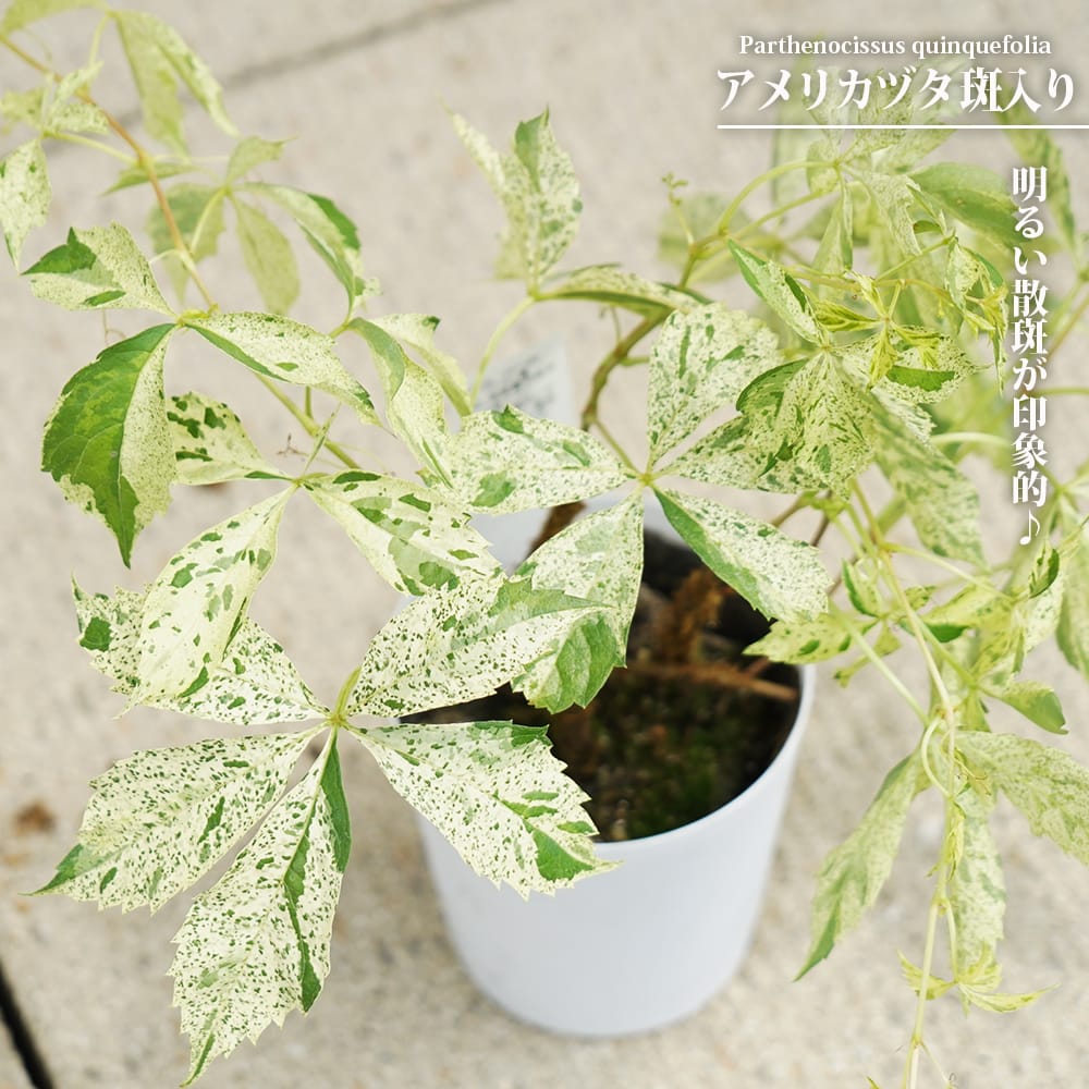 楽天市場】【送料無料】ツタ 斑入り「五色ヅタ」A : 片岡笑幸園「悠々