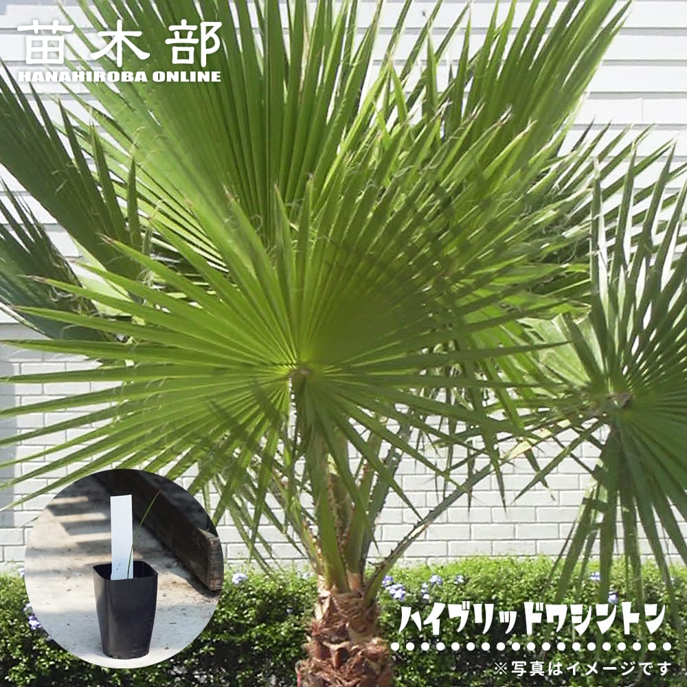 変葉木さま専用 耐寒ヤシ3種4苗 Amazon｜【観葉植物／種子】Sabal Palmettoパルメットヤシ