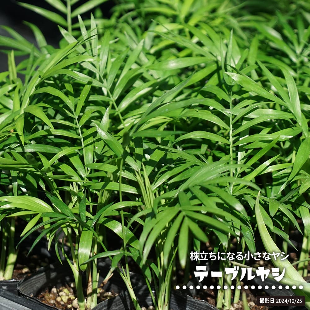 楽天市場】ヤシの木 チャメロプス フミリス セリフェラ 3号