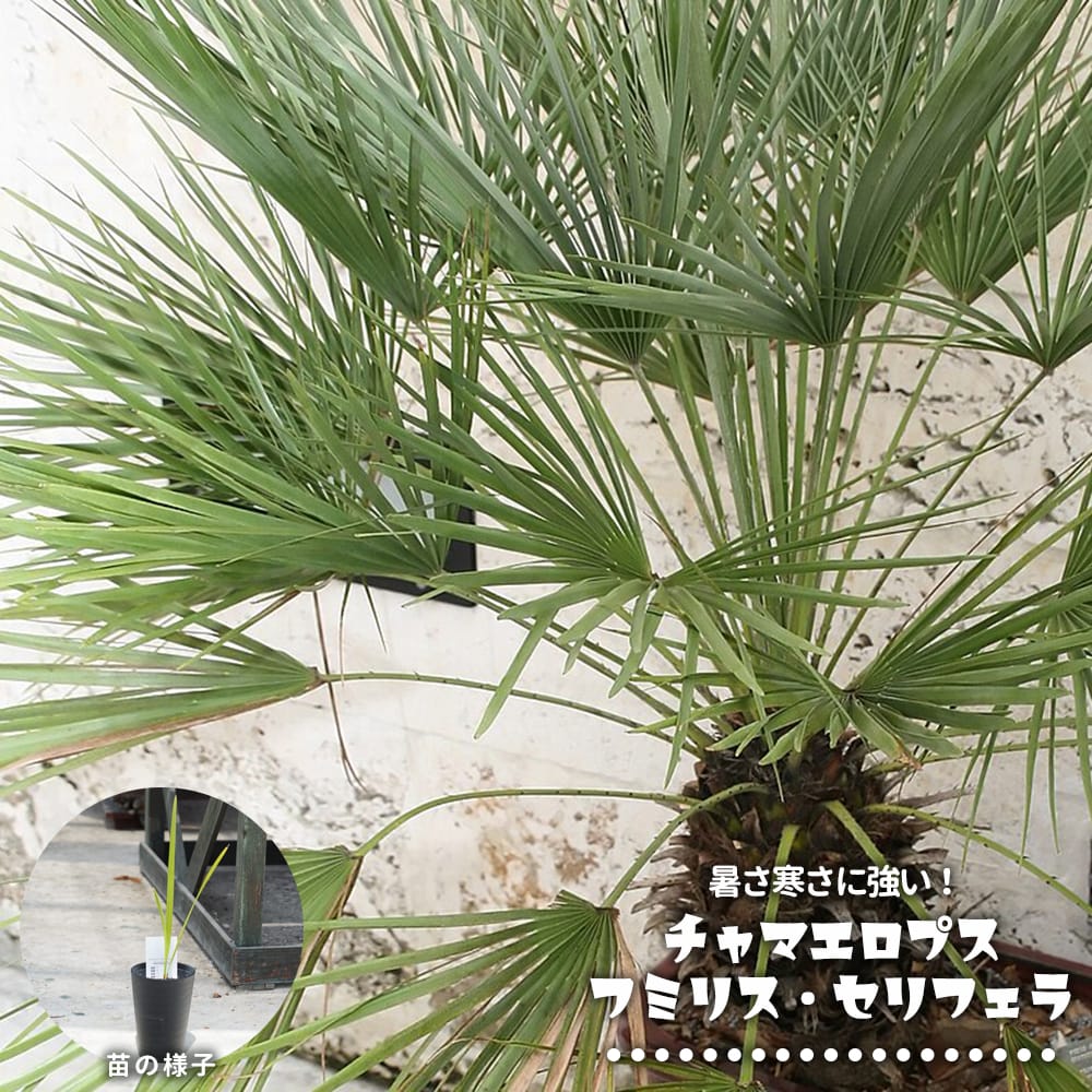 楽天市場】【現品発送】ブラヘア アルマータ 7号ポット植え（a05