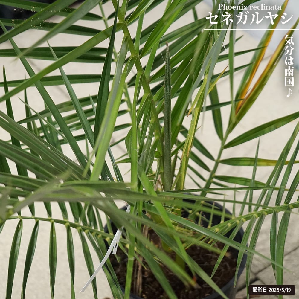楽天市場】現品◇サバルヤシ パルメットヤシ 7号鉢植え◇ Sabal