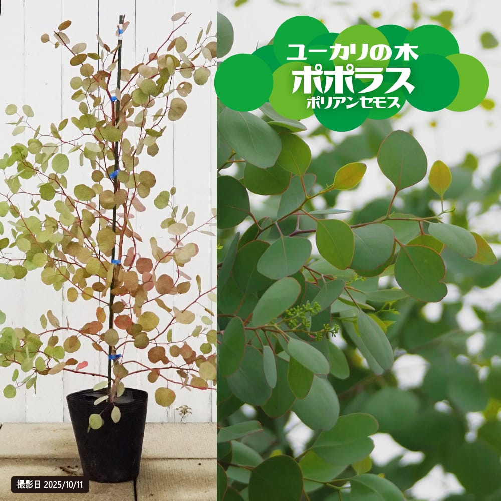 ユーカリの木 ユーカリノキ - 庭木図鑑 植木ペディア