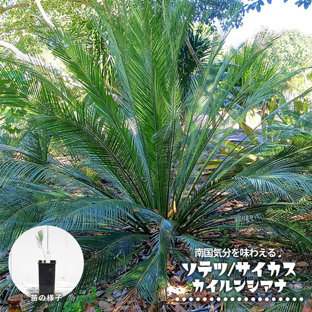超人気高品質 楽天市場】蘇鉄 (ソテツ) サイカス 【アングラータ】 4号ポット その他
