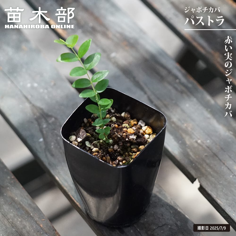 ジャボチカバ　スモールリーフ　no4 ジャボチカバ スモールリーフ no4 フルーツ・果実