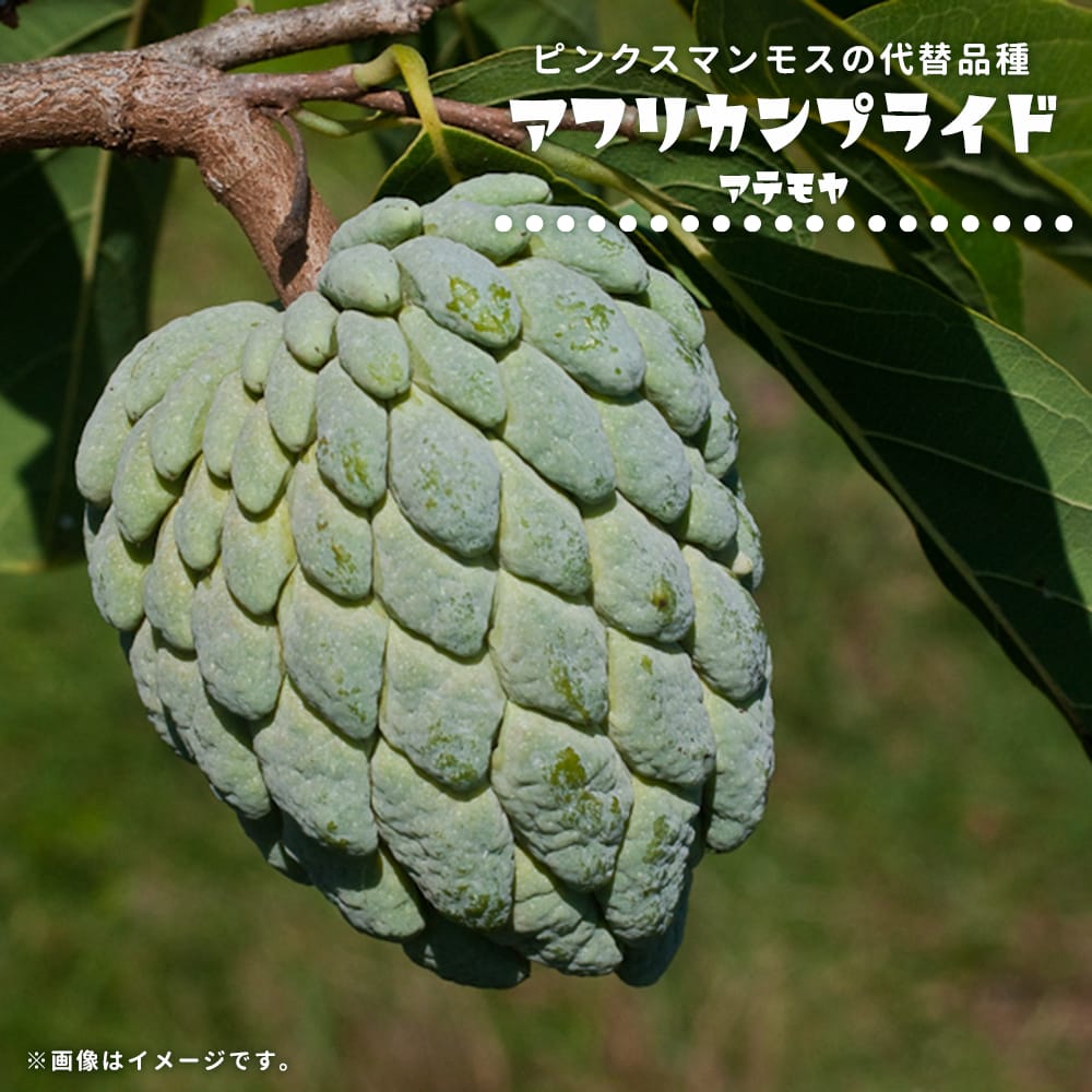 楽天市場】アテモヤ 接木 1年生 4.5号ポット苗 沖縄県産 品種不明